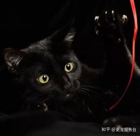 黑猫辟邪|为什么黑猫在中国寓意招财、辟邪，在西方却代表阴邪。